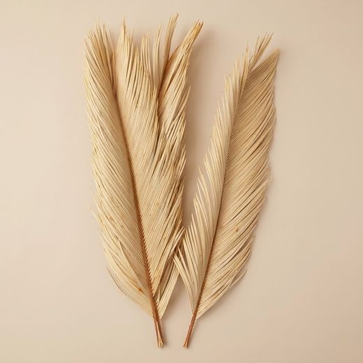 Feuilles de Cyca séchées