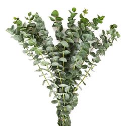 Feuilles d'eucalyptus gunni (demi-bouquet)