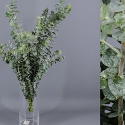 Feuilles d'eucalyptus gunni (demi-bouquet)