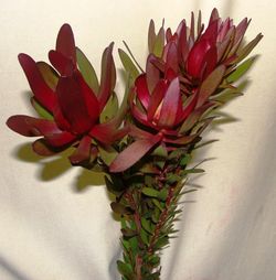 Fulls de Leucadendro (Safari)