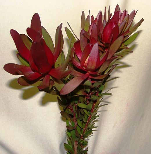 Fulls de Leucadendro (Safari)