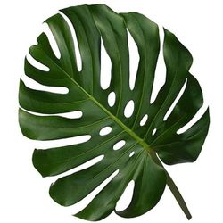 Folhas Monstera (5 unidades)