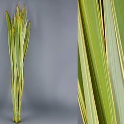 Fulls de Phornium (5 Unitats)