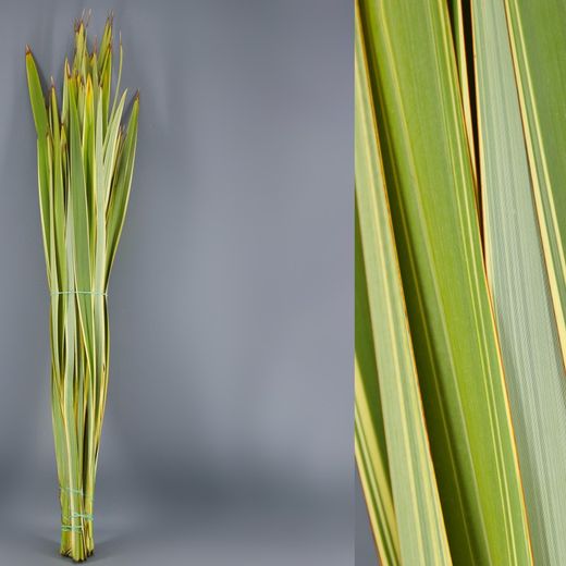 Hojas de Phornium (5 Unidades)