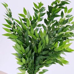 Hojas de Ruscus ( 5 Unidades)