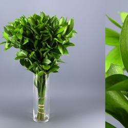 Hojas de Ruscus ( 5 Unidades)