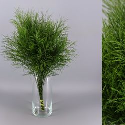 Fulls de Treefern (Medi Paquet)