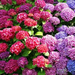 Hortensia Deco Premium