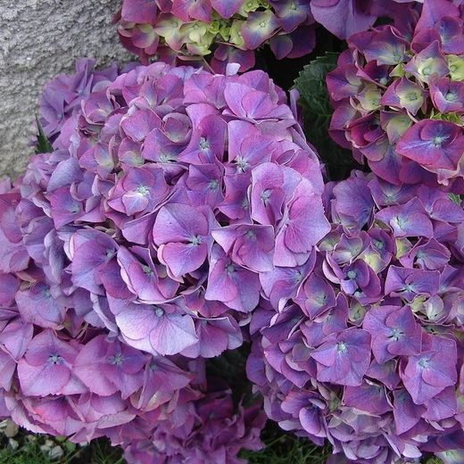Hortensia Deco Premium
