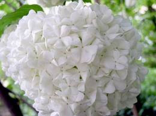 Hortensia Deco Premium