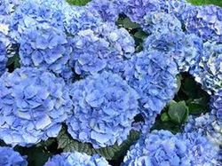 Hortensia Deco Premium