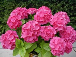 Hortensia Deco Premium