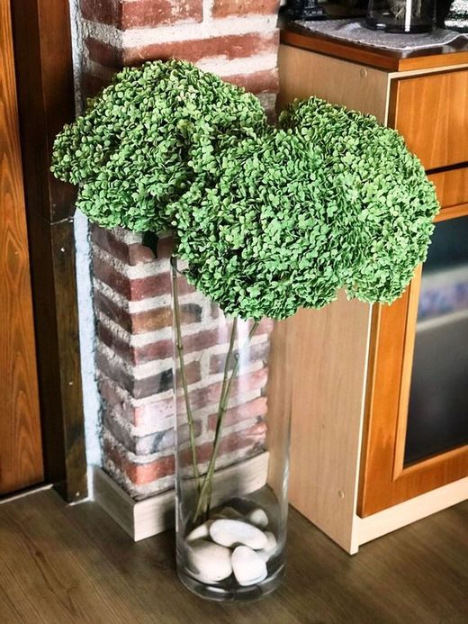 Hortensia Gegant seca