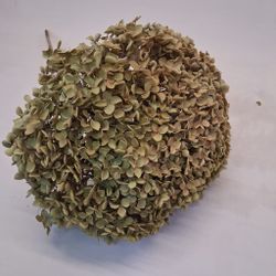Hortensia Gegant seca