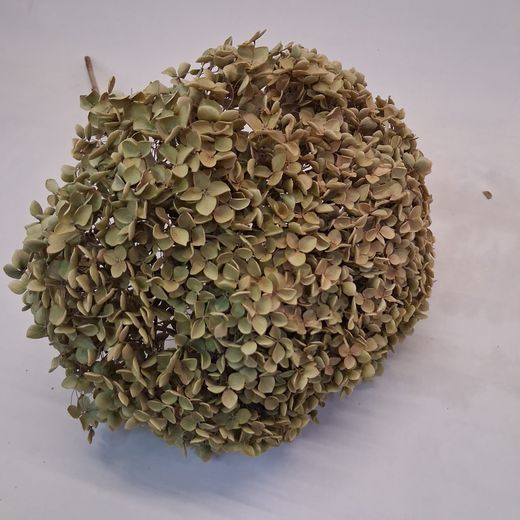 Hortensia Gegant seca