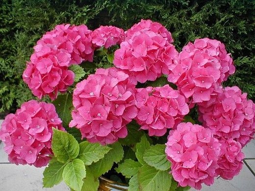 Hortensia + Tierra Ácida