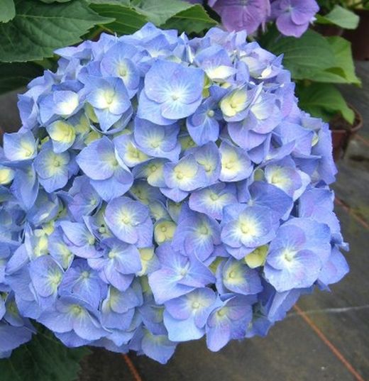 Hortensias Azules