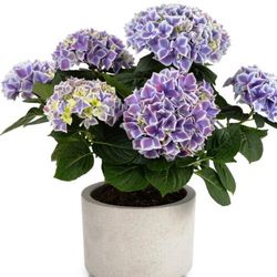 Hortensias Azules
