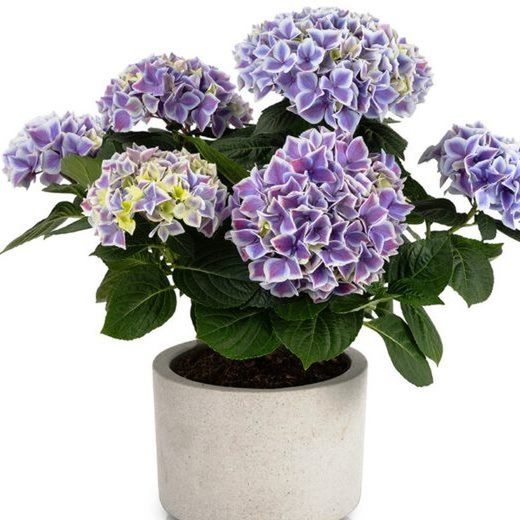 Hortensias Azules