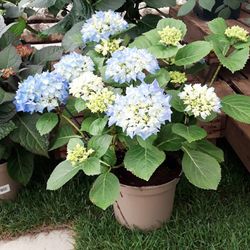 Hortensias Azules