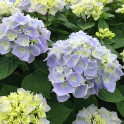 Hortensias Azules