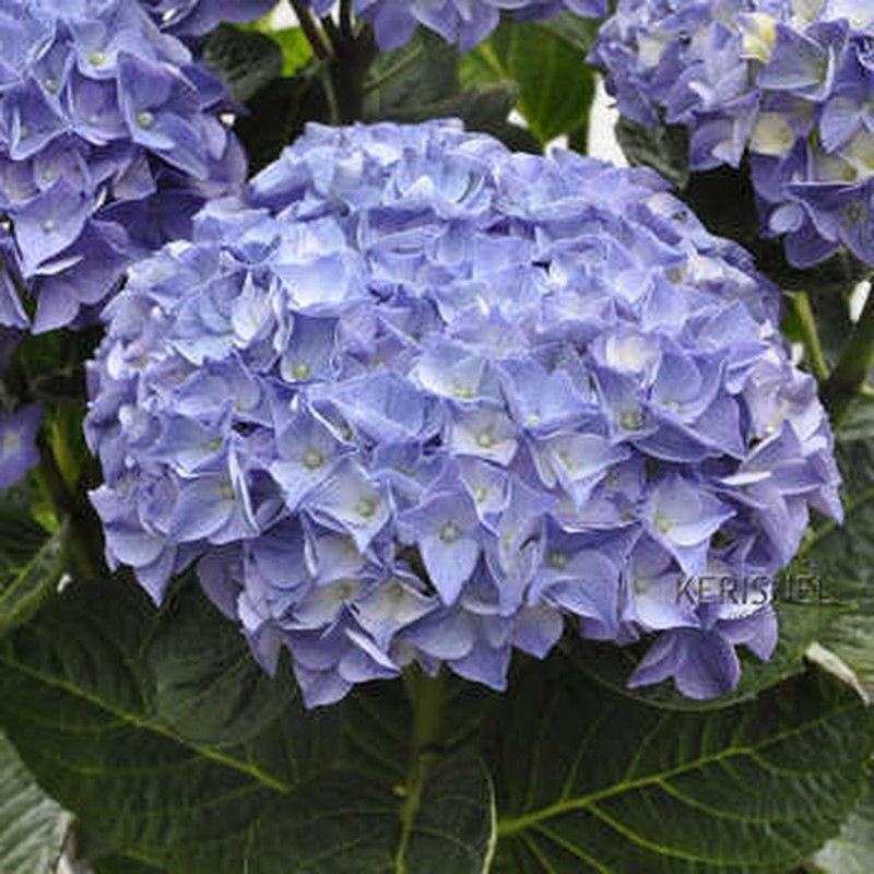 Hortensias Azules — Floresfrescasonline