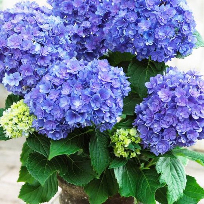 Details 100 imagen hortensias azules precio