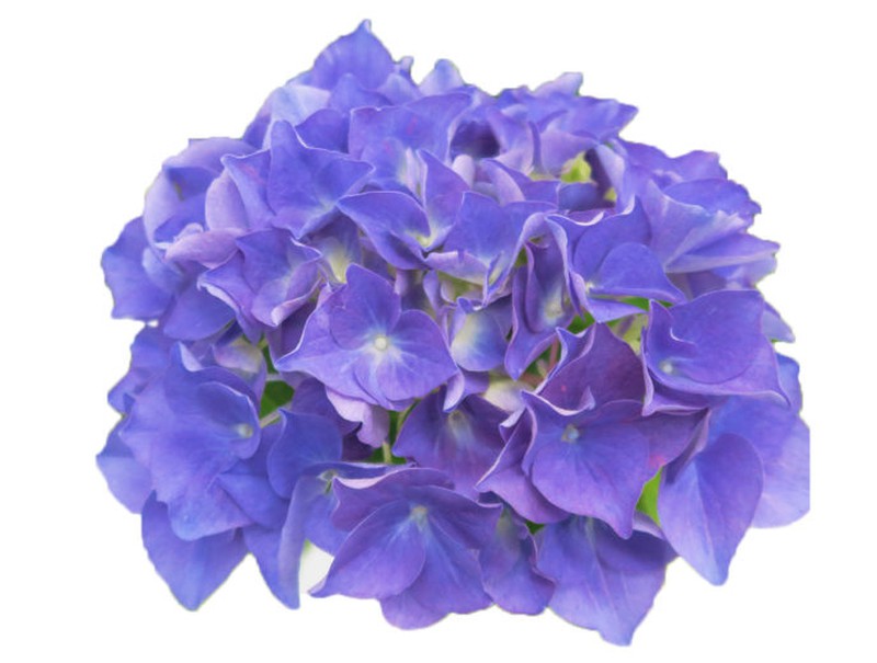 Hortensias Azules — Floresfrescasonline