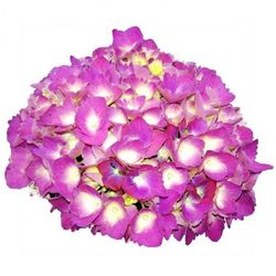 Hortensias Azules
