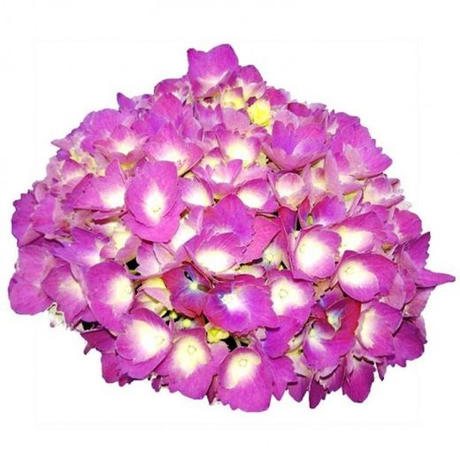 Hortensias Azules