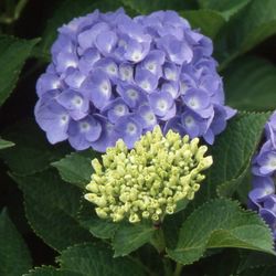 Hortensias Azules
