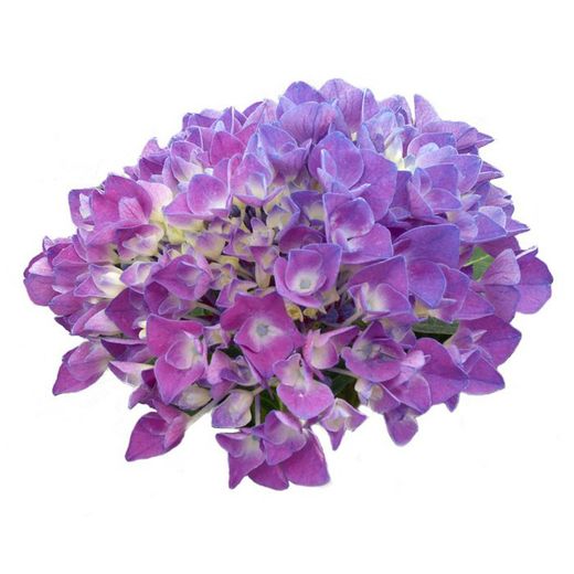 Hortensias Azules