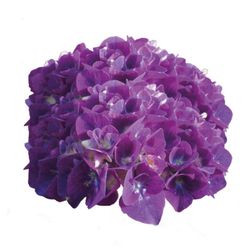 Hortensias Azules