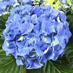 Hortensias Azules