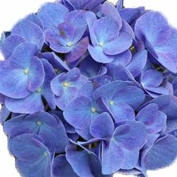 Hortensias Azules
