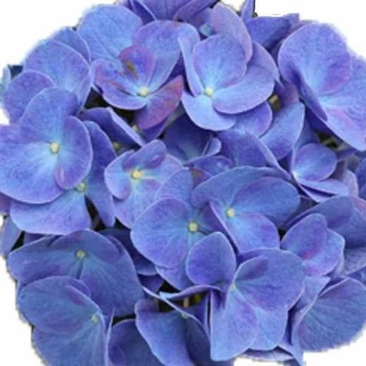 Hortensias Azules