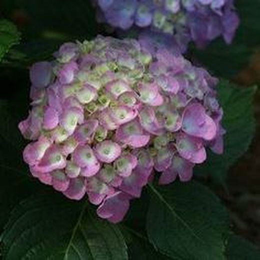 Hortensias Azules