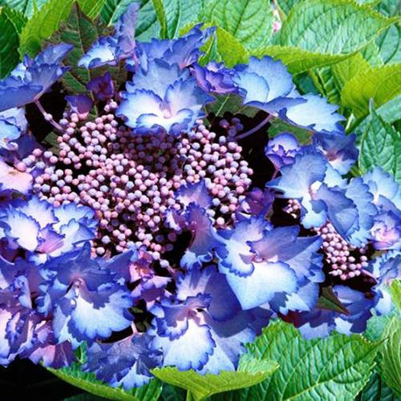 Hortensias Azules — Floresfrescasonline