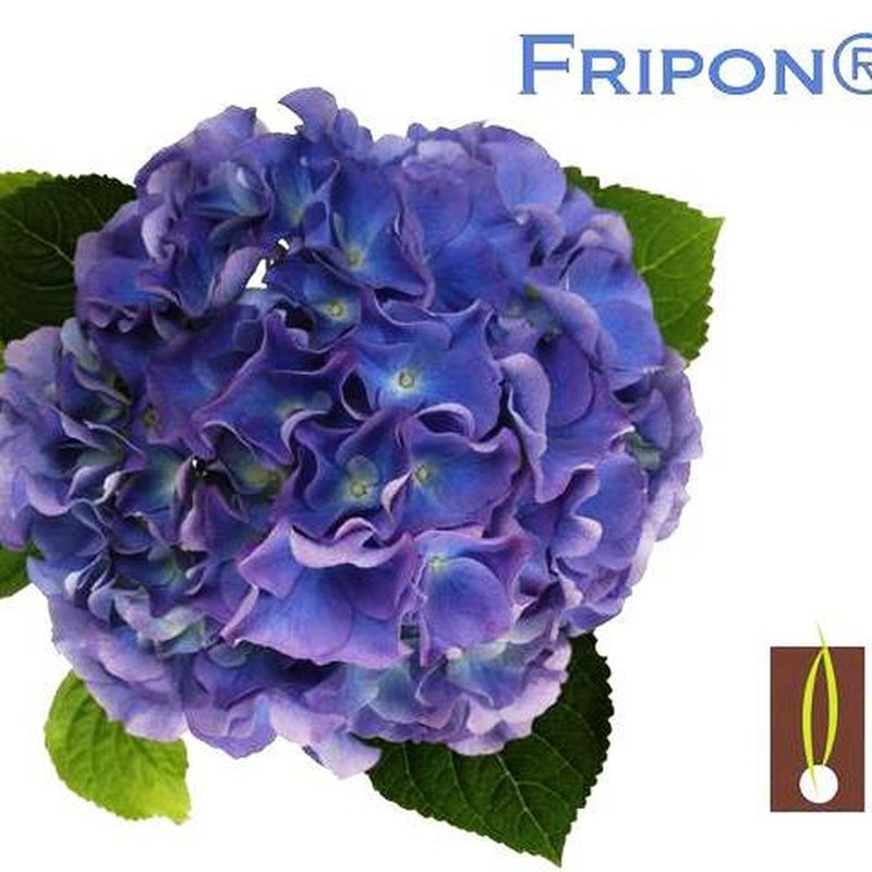 Hortensias Azules — Floresfrescasonline