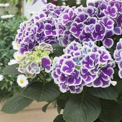 Hortensias Bicolor