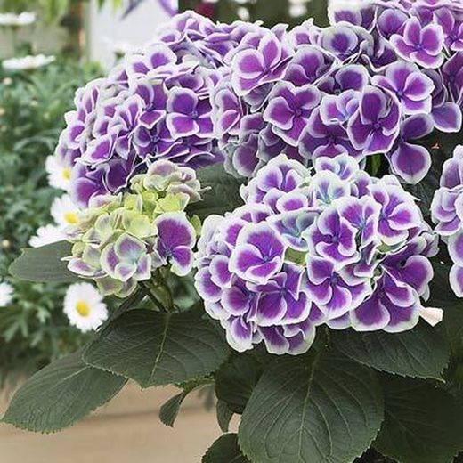 Hortensias Bicolor