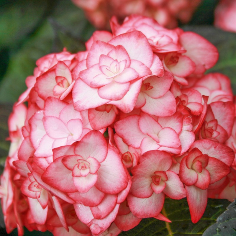 Hortensias Bicolor — Floresfrescasonline