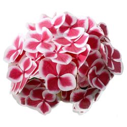 Hortensias Bicolor