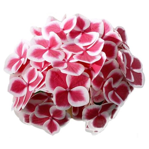 Hortensias Bicolor