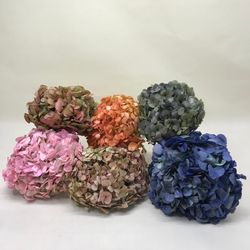 Hortênsias Bicolores Conservadas