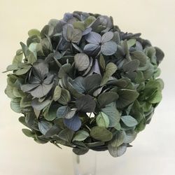 Hortênsias Bicolores Conservadas