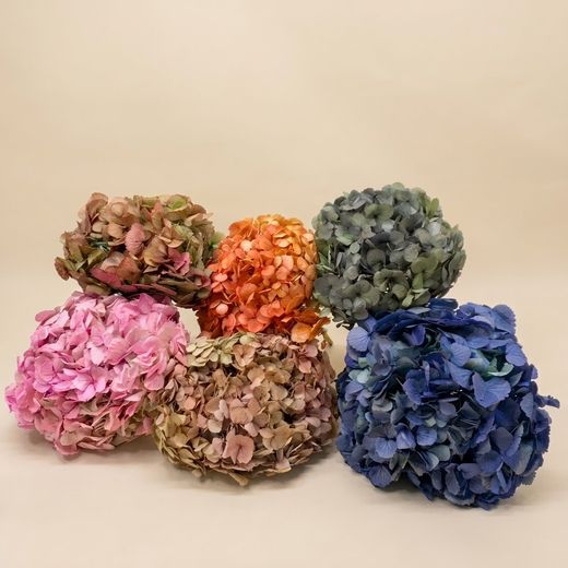 Hortênsias Bicolores Conservadas