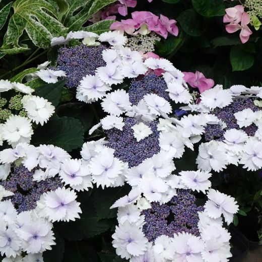 Hortensias Bicolor