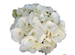 Hortensias Blancas