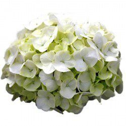 Hortensias Blancas